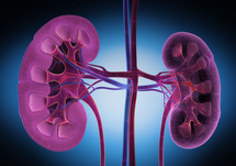 Optimizing Outcomes in Patients With IgAN: Novel Therapies and Evolving Guidelines